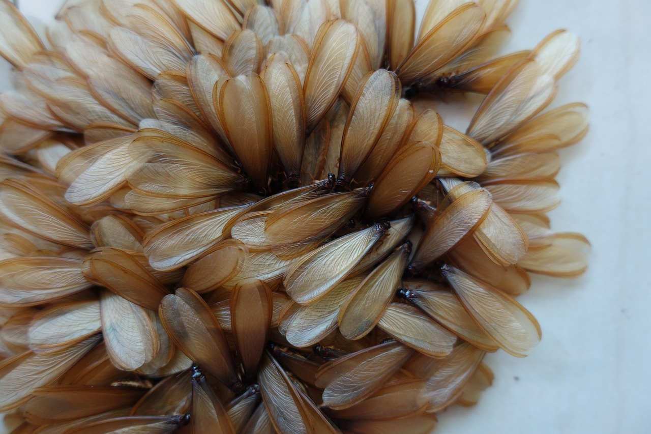 termite wings 