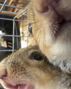 squirrels in texas