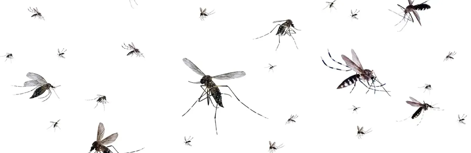 mosquitoes