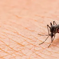 Mosquito on Skin