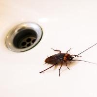American Cockroach