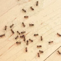 Ants entering home 