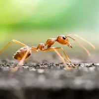 Ants in Texas