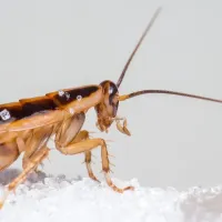 Cockroaches in Texas