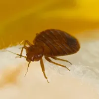 Bed Bug in Texas