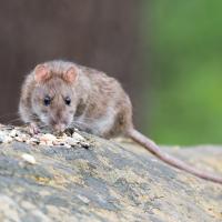 Norway Rat Eating Seeds