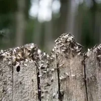 Termites in Texas