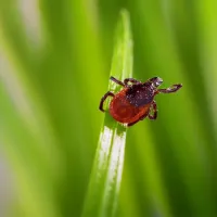 Tick in Texas