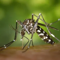 Mosquito with Zika Virus 