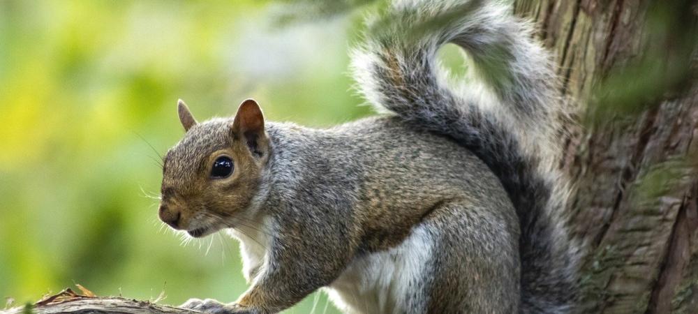 gray squirrel in texas