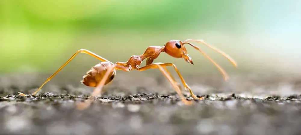 Ants in Texas