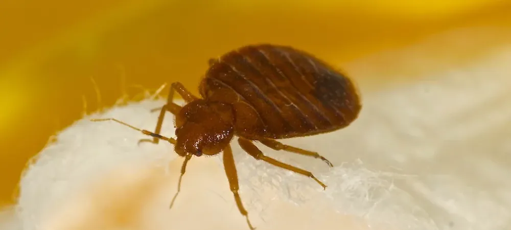 Bed Bug in Texas