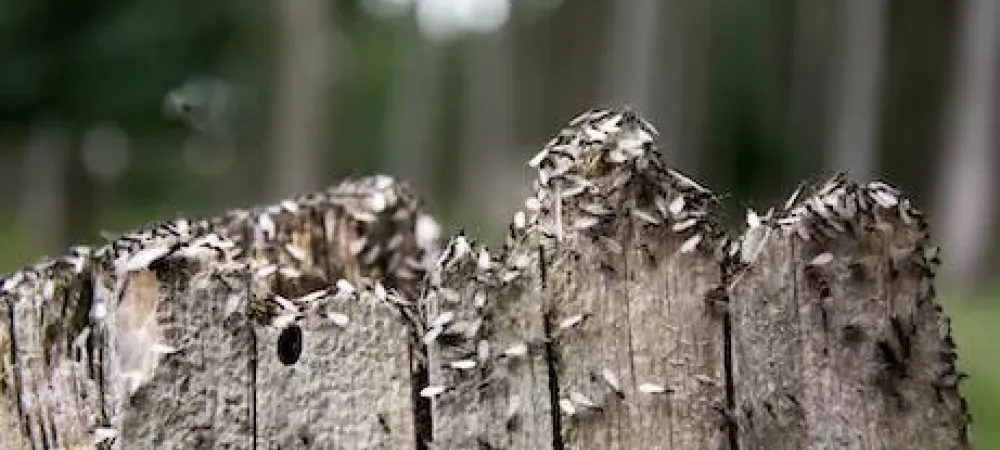 Termites in Texas