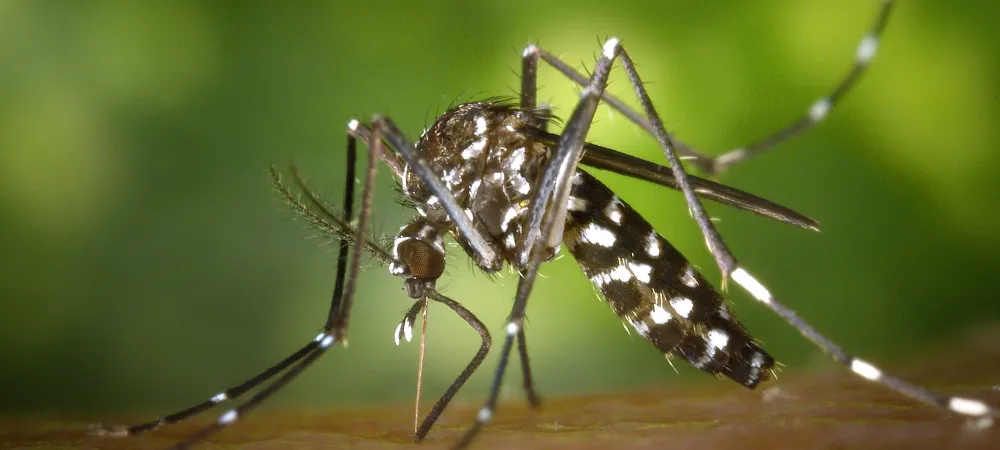Mosquito with Zika Virus 