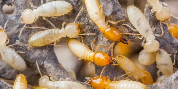 Termite on wood