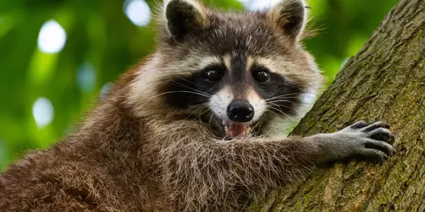 Raccoon in tree