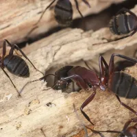 ants