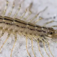 centipedes-millipedes-1