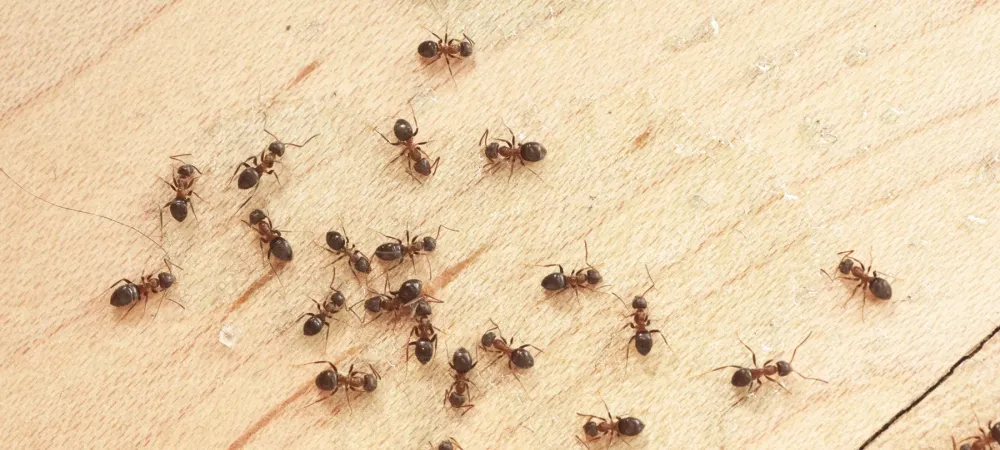 Ants entering home