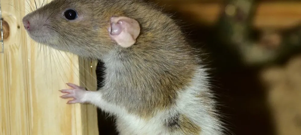 winter rodents