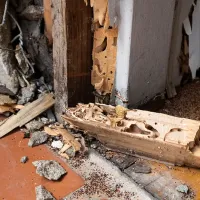 termite damage 