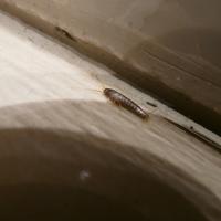 Silverfish Running along Floorboard