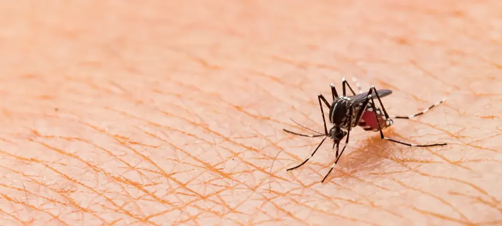 Mosquito on Skin