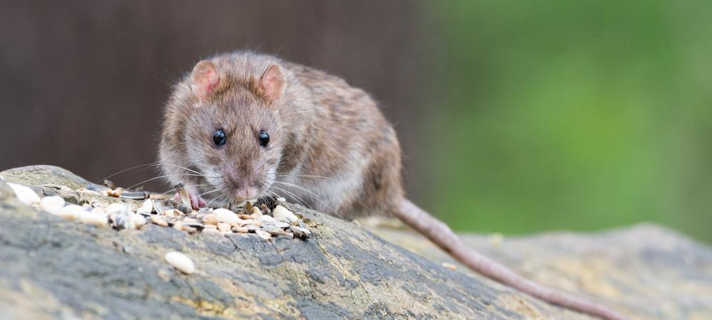 Norway Rat Eating Seeds