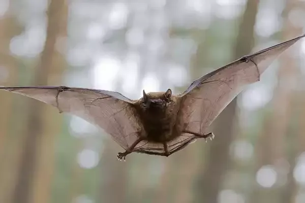 bat flying in the air 