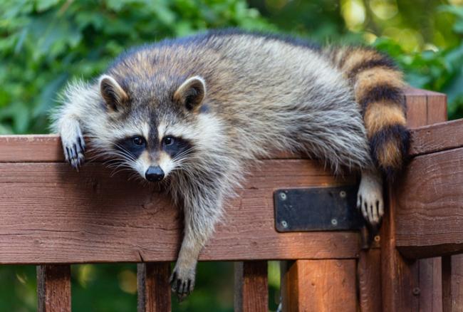 raccoon hanging on a fence 