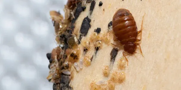 Bed bug on bed